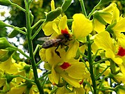 Bee in flower, Botanical Garden, São Paulo