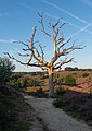 Rheden, el árbol muerto en el Posbank