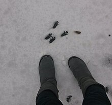 squirrel footprints on snow