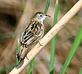 Szuharbújó (Cisticola juncidis)