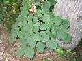 Tilia americana