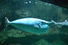 En el acuario del "Palais de la Porte Dorée"