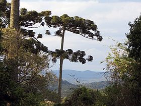 Araucária