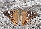 Adult, dorsal view.