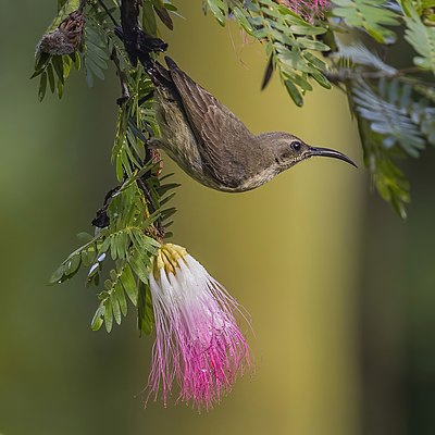 Copper sunbird