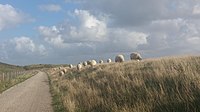 Duinen van Texel, schapen (Texelaars) op de dijk aan de Mok