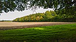 Kastanienallee am Nordrand des Drülter Holzes