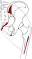 Gluteus maximus of right side: outline and attachment-areas.