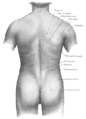 Surface anatomy of the back