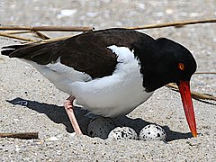 20 minutes later, its mate assumes incubation duties.