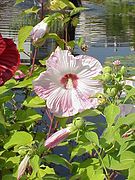 Hibiscus moscheutos