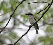 En Jayanti en el Parque nacional de Buxa del distrito de Jalpaiguri, Bengala Occidental, India.