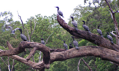 Rivero Shoalhaven