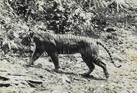 Tigre-de-java selvagem, Fotografado no parque nacional de ujung kulon em 1938.