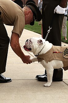 Seekor buldog putih yang memakai jaket khaki dengan logo Kor Marin bersalaman dengan seorang lelaki yang memakan pakaian seragam khaki serupa.