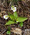 Tučnice alpská (Pinguicula alpina)