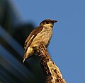 Photographie d'un oiseau aux plumes grises et marrons perché sur une branche morte