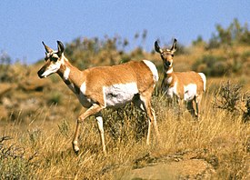 Kaksi hanka-antilooppinaarasta Fort Keoghissa Montanassa