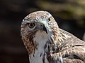 Image 79Red-tailed hawk yearbook photo, class of 2022, Central Park