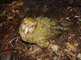 Pura, um cácapo da ilha Codfish