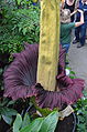 Record de taille pour l'Arum titan (Amorphophallus titanum).