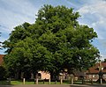 Linde am Kloster (Naturdenkmal)