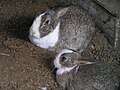 gries-wiete tomme Kanienkene in Japan