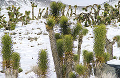 Yucca brevifolia