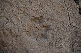 Dino footprint, Boybuloq 2018