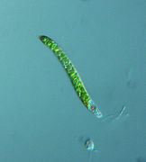 Euglena mutabilis (Euglenoidea)