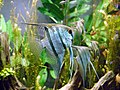 Poisson-ange d'eau douce (Pterophyllum scalare)