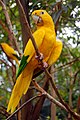 Golden parakeet