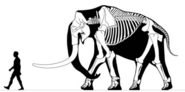 Mammuthus meridionalis bull, around 4 metres (13 ft) tall