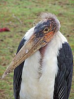 Close-up van een Maraboe