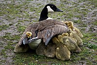 Klass: Aves Underklass: Neognathae Överordning: Galloanserae Ordning: Anseriformes Familj: Anatidae Underfamilj: Anserinae Släkte: Branta