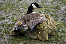 Photograph of several goslings sheltering under the wings of their mother