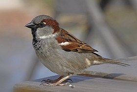 دوري شائع (Passer domesticus)