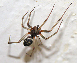 Naminis brėžius (Steatoda grossa), patinėlis