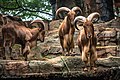 Barbary sheep