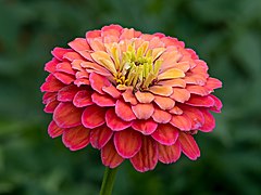 Zinnienblüte Zinnia elegans stack15 20190722-RM-7222254