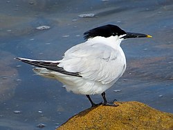 Splitterne, Thalasseus sandvicensis