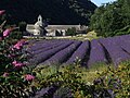 Lavendel, im Hintergrund das Kloster Sénanque