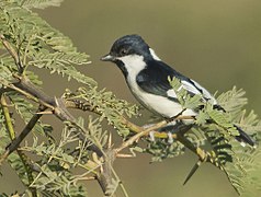 Mallerenga de clatell blanc picant en Prosopis juliflora en Kutch