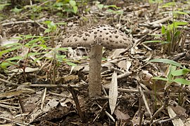 La fausse golmotte (Amanita excelsa), non toxique mais à rejeter.