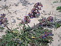 Trivialname (Anchusa calcarea)