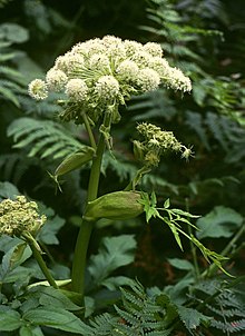 Angelica sylvestris 3.jpg