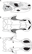 Skull of the molgophid Brachydectes