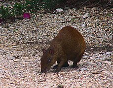 Agouti Amerika Tengah di Taman Botani Ratu Elizabeth II