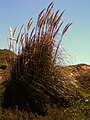 Spanisches Rohr (Arundo donax)