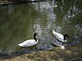 Pareja de cisnes en un jardín de Países Bajos